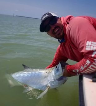 Atlantic tarpon in the Waters of Florida